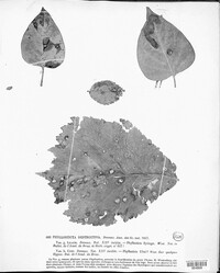 Phyllosticta destructiva image